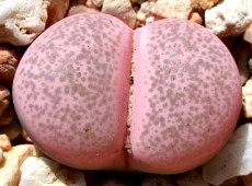 Lithops bpinky